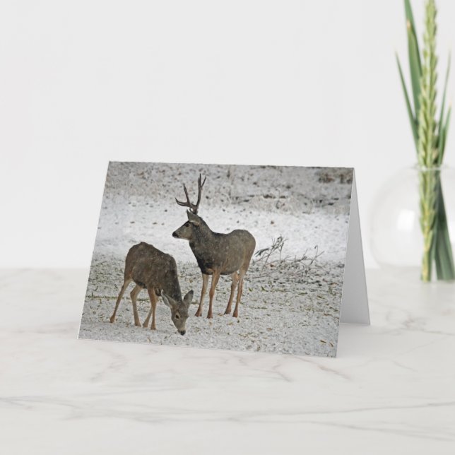 Mule hjort buck och doe kort (Framsida)