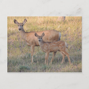 Mule Hjort Doe and Fawn Vykort