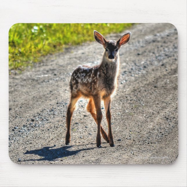 Mule Hjort Fawn Baby djur Wildlife Photo Musmatta (Framsidan)