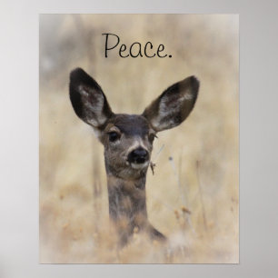 Mule Hjort Fawn Poster