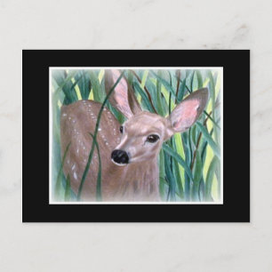 Mule Hjort Fawn Vykort