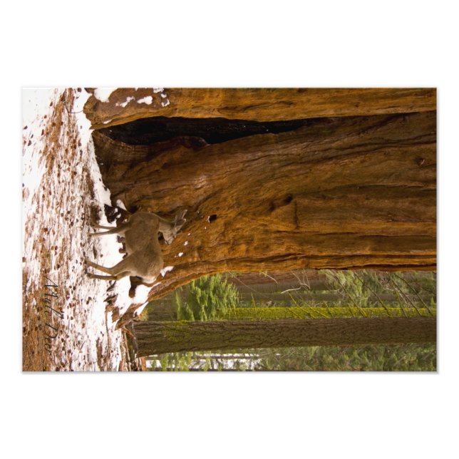 Mule Hjort Fototryck (Framsidan)