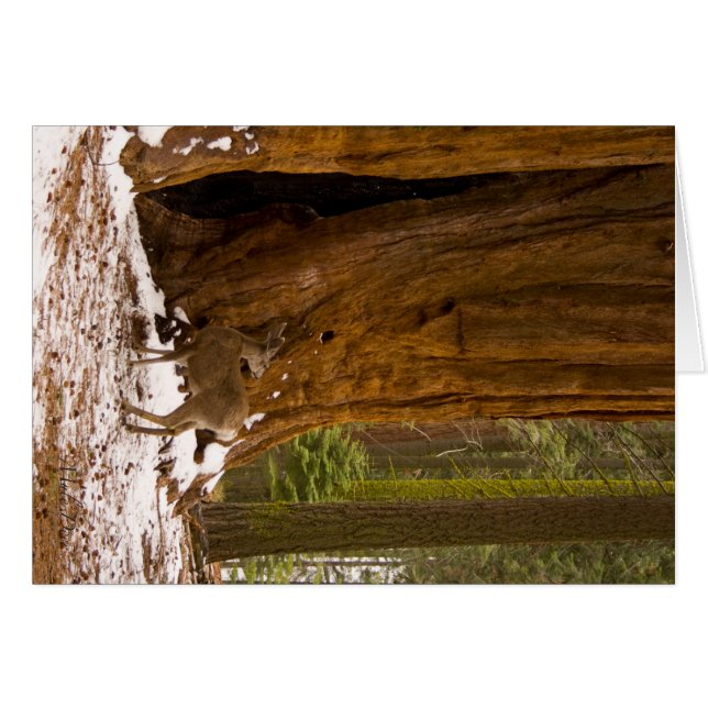 Mule Hjort Hälsningskort (Framsidan Horizontal)