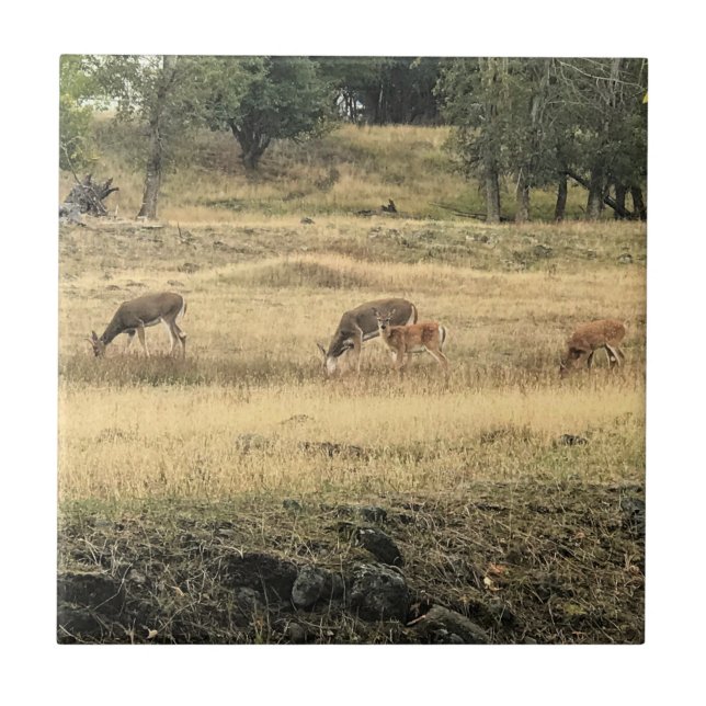 Mule Hjort i Fält, Joseph, Oregon Kakelplatta (Framsidan)