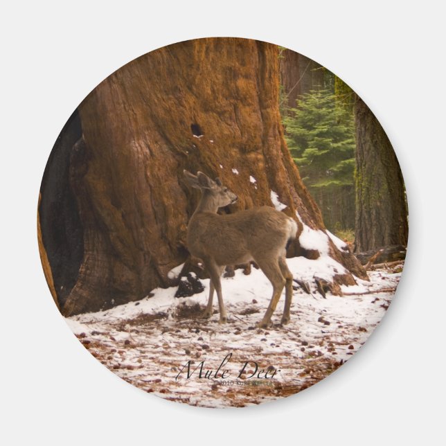 Mule Hjort Magnet (Framsidan)