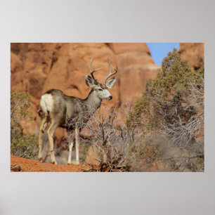 Mule Hjort Poster