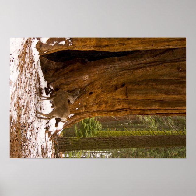 Mule Hjort Poster (Framsidan)