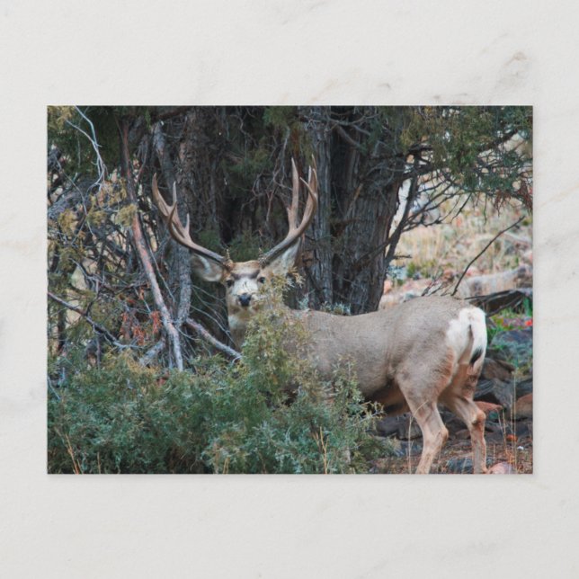 Mule hjort spur buck vykort (Framsida)