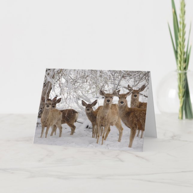 Mule Hjort Wyoming Kort (Framsida)