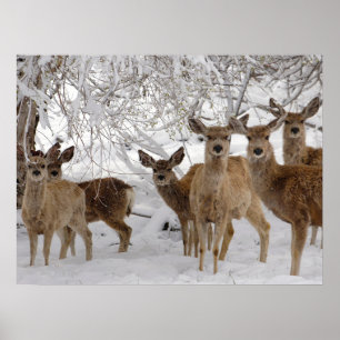 Mule Hjort Wyoming Poster