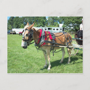 Mule Pulling Cart Vykort