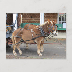 Mule Team Vykort