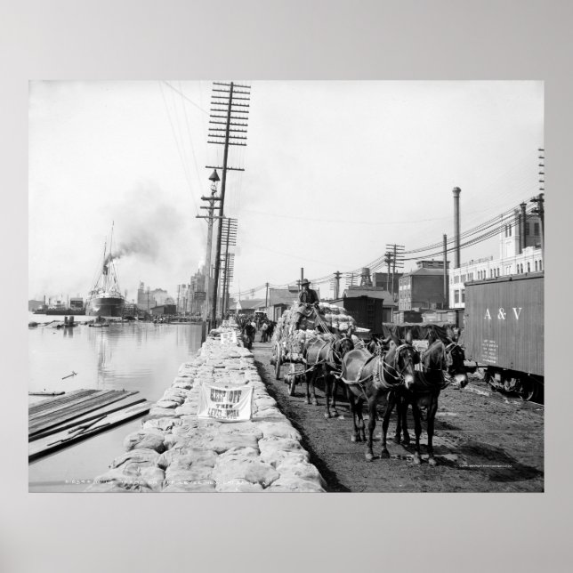 Mule Teams on the Levee, New Orleans: 1903 Poster (Framsidan)