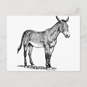Mule Teckning, Stubborn Vykort