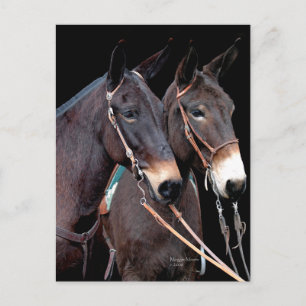 Mule Twosome Vykort