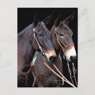 Mule Twosome Vykort