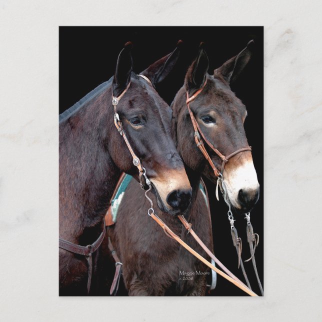 Mule Twosome Vykort (Framsida)