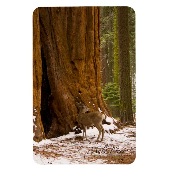 Mulehjort Magnet (Vertikal)