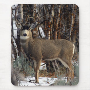 Mulehjort, wellsville musmatta