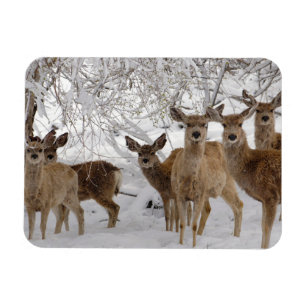 Mulehjort Wyoming Magnet