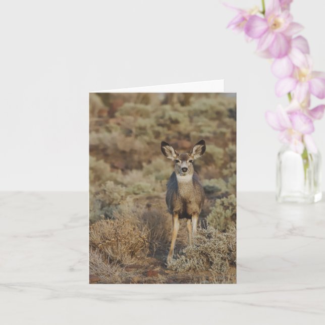 Muley in the Sage - 4" x 5.6" Notecard Kort (Orkide)