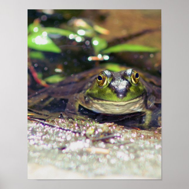 Mullande Bullfrog Animal Poster (Framsidan)