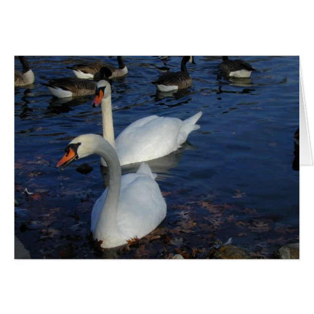 Mullande Svan-kort Hälsningskort (Framsidan Horizontal)
