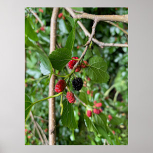 Mullberry Gren Poster