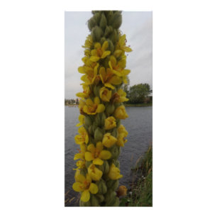 Mullein Flowers Bokmärken Reklamkort