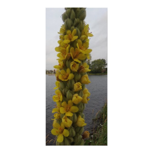 Mullein Flowers Bokmärken Reklamkort (Framsidan)