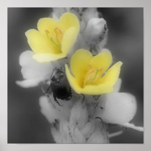 Mulleinblomma med skalbaggar från Färg Poster