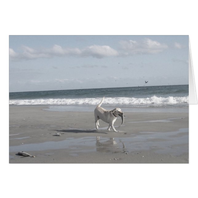 Mullet Valp II OBS Kort (Framsidan Horizontal)