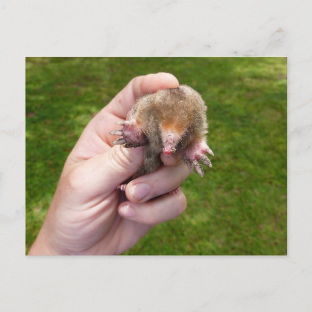 mullvad mot gräs.jpg vykort (Framsida)