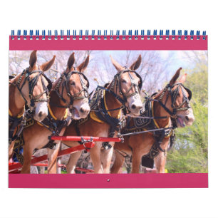 mulor och åsnor kalender