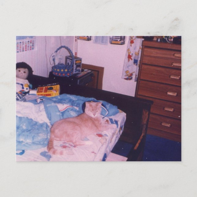 Mult katt på sängen vykort (Framsida)