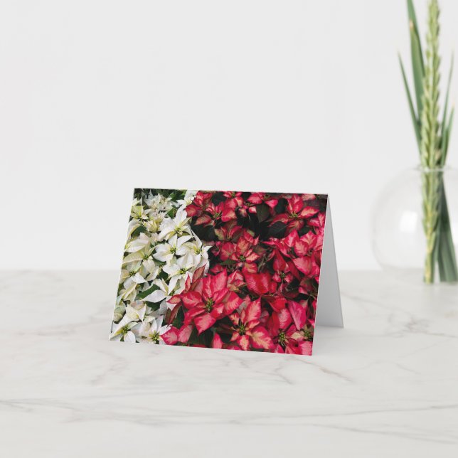 Multi Color Pointsettias   Tack Kort (Framsida)