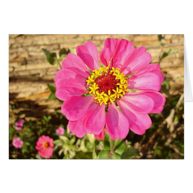 Multifärgad Bloom OBS Kort (Framsidan Horizontal)