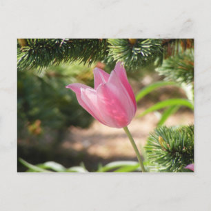 MULTIFÄRGAD ROSA TULIP VYKORT