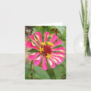 MultifärgadZinnia Kort
