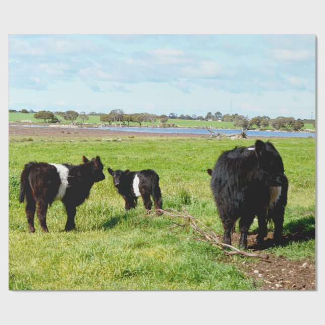 Mummy and Baby Galloway Cow, Gift Wrap Presentpapper (Platt)