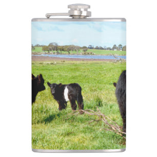 Mummy and Baby Galloway Cow, Hip Flask Fickplunta