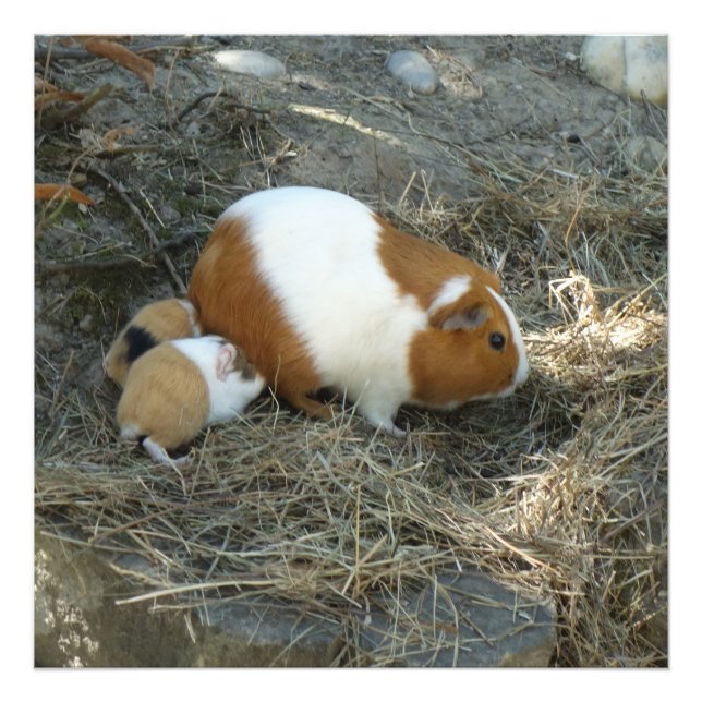Mummy Guinea Gris Fototryck (Framsidan)