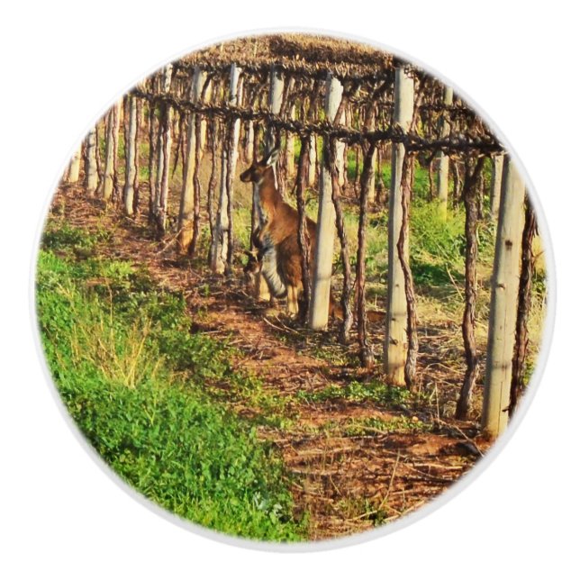 Mummy Kangaroo in the Grapevines Knopp (Framsidan)