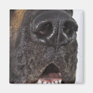 Mun av great dane, närbild magnet