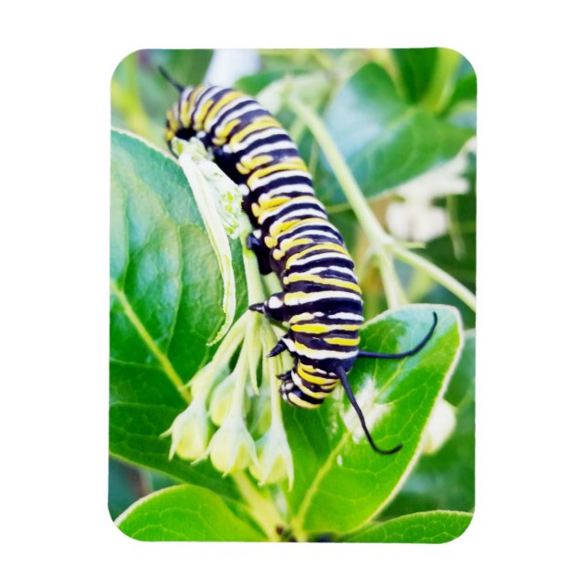 Munching Monarch Caterpelare Magnet (Vertikal)