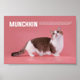 Munchkin- eller korvkattras poster