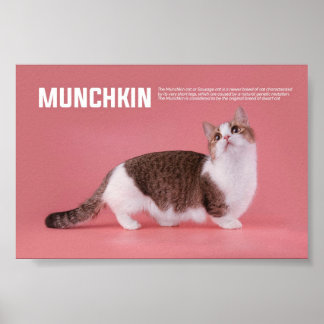 Munchkin- eller korvkattras poster