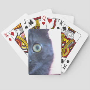 Munchkin katt som leker kort spelkort