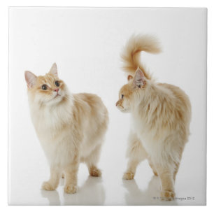 Munchkin katter kakelplatta