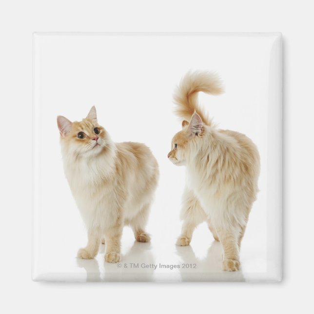 Munchkin-katter Magnet (Framsidan)